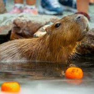 CAPYBARA